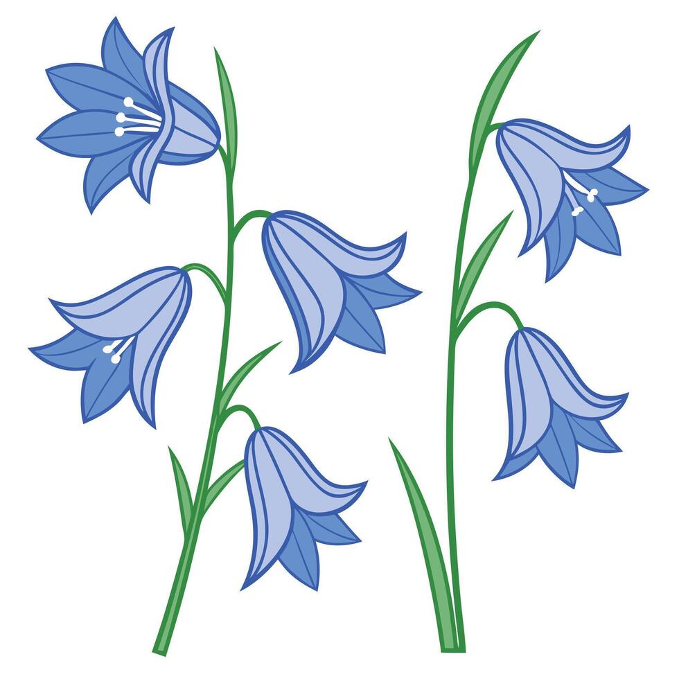 Graphic illustration of bluebell flowers on stems elegant floral design elements vector
