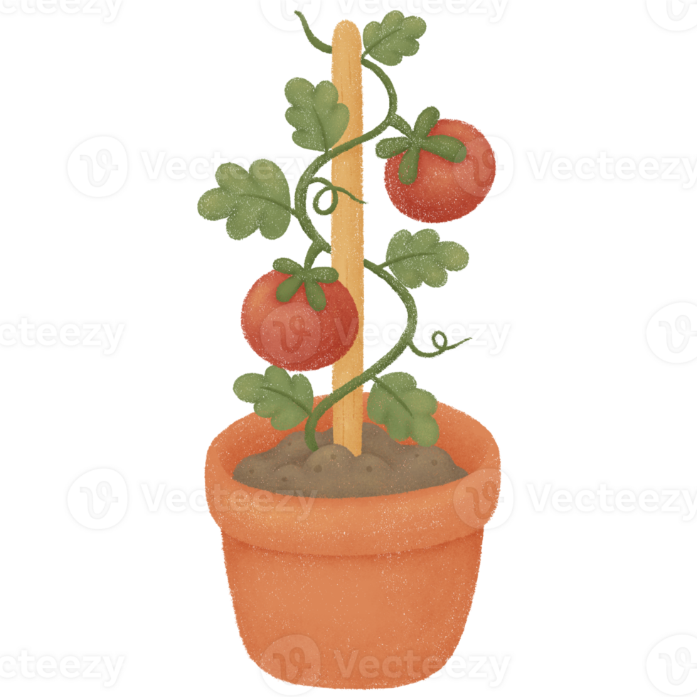 Tomato plant in a pot png
