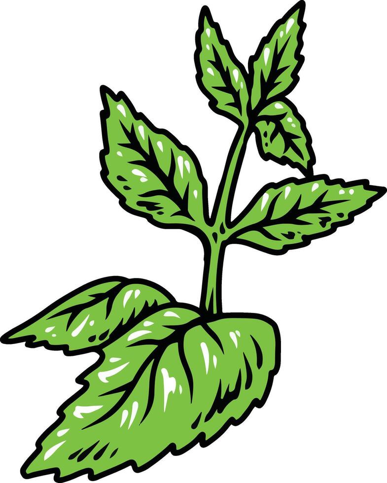 pappermint plant herbal vector