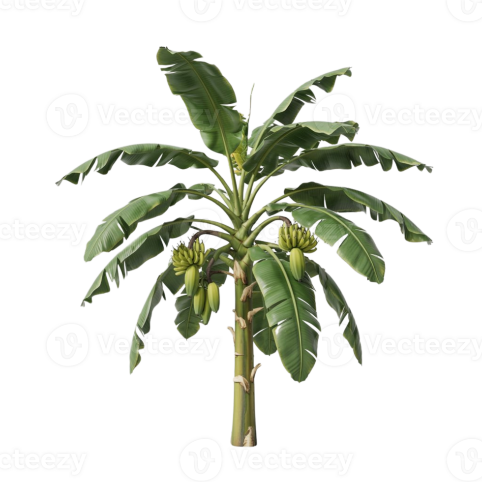 Banana Tree Silhouette, A Tropical Touch on a Clean Canvas png