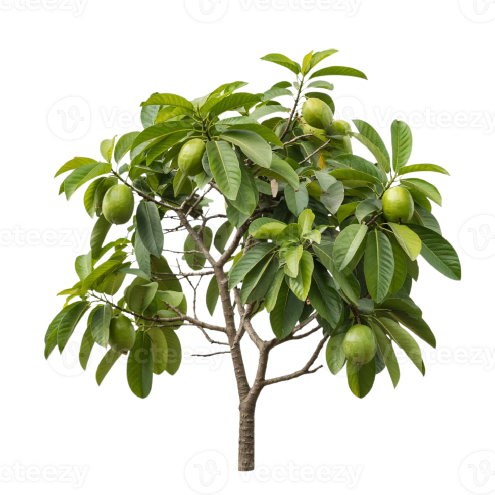 Sleek Guava Tree for Modern Graphic Applications png