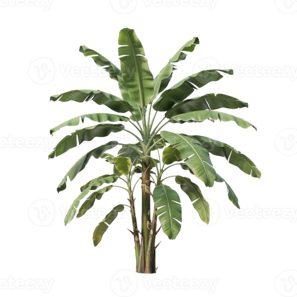 Elegant Banana Tree in Minimalist White, Perfect for Graphic Design png