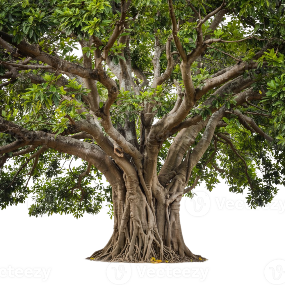 Roots of Wisdom, A Banyan Tree in Simple Elegance png