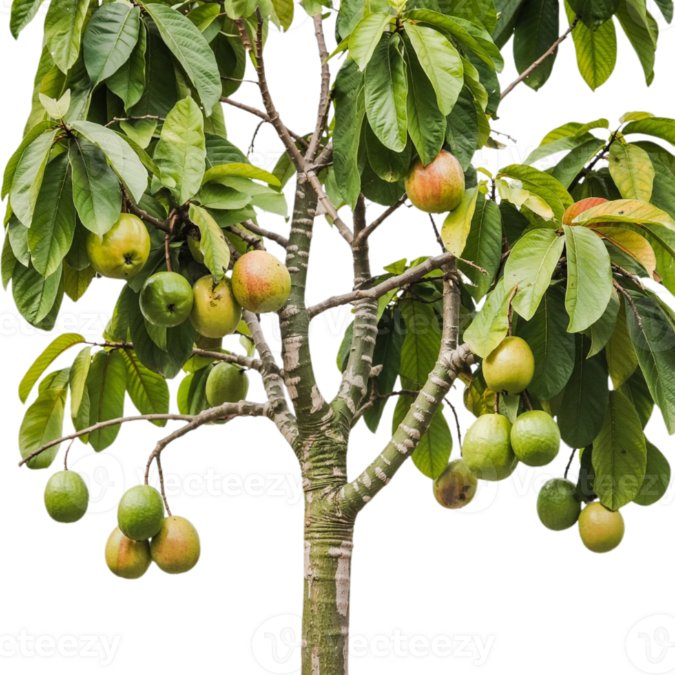 Minimalist Guava Tree Art Perfect for Design Projects png