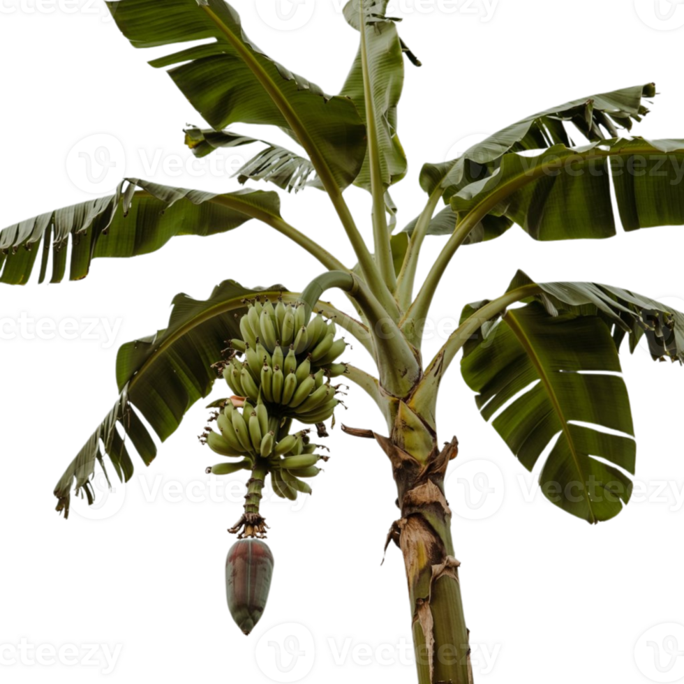 Modern Banana Tree Art on Crisp White, A Fresh Design Element png