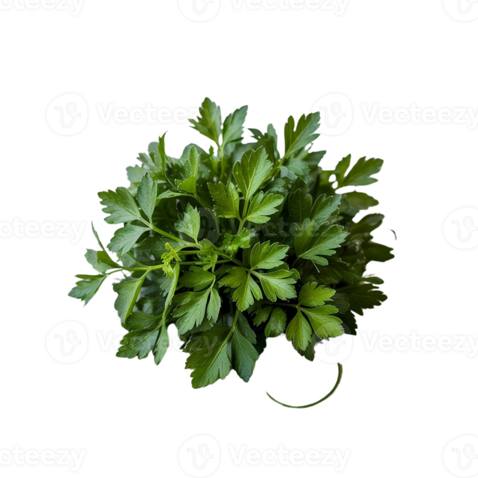Vibrant Green Parsley Against a Clean Background png
