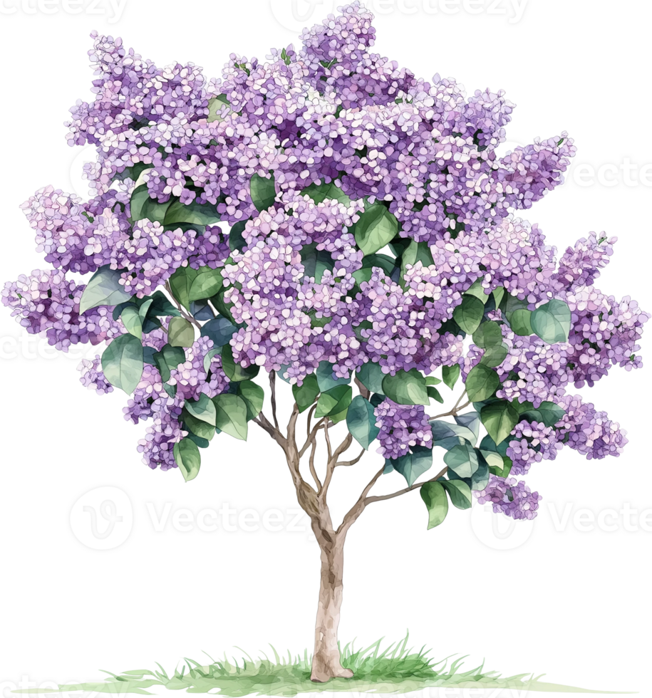 A tree with purple flowers on it png