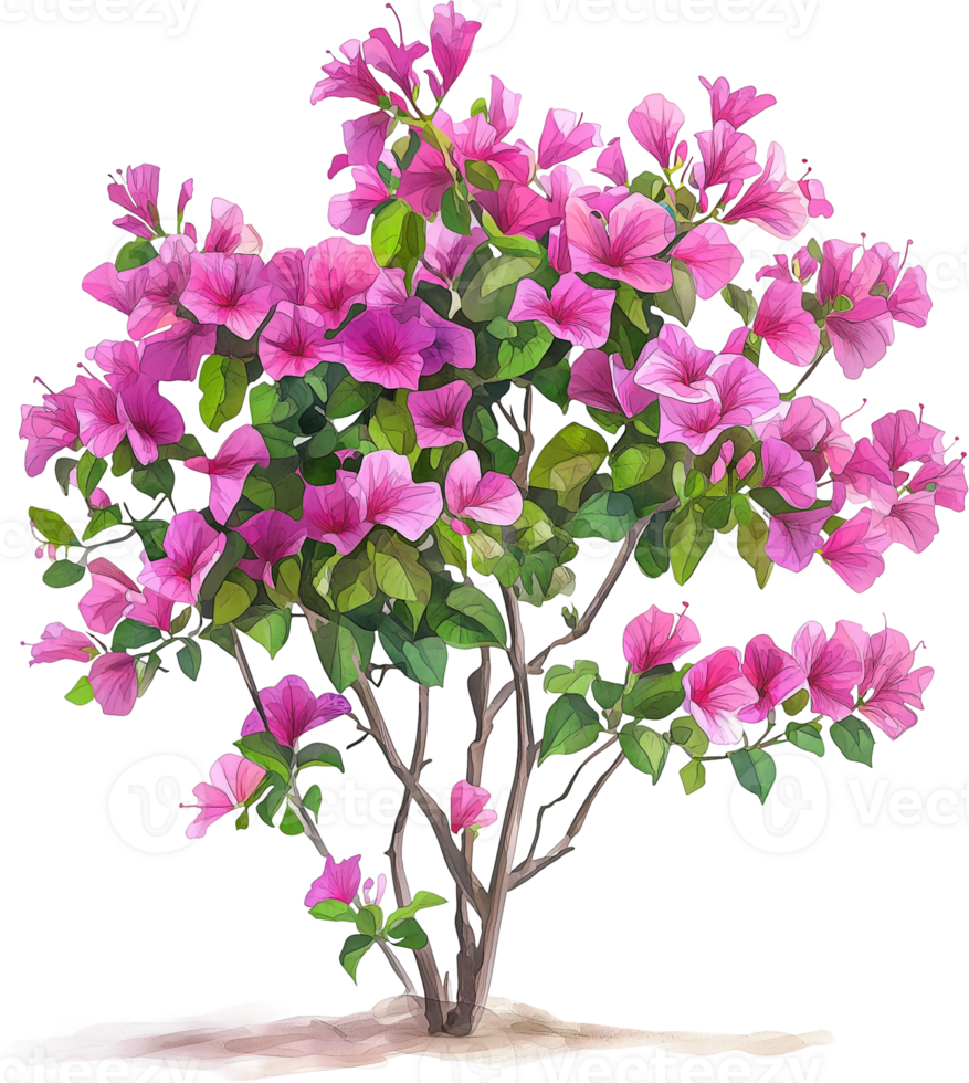 A pink flower tree with pink flowers png