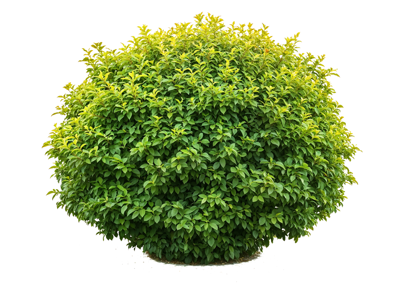 Isolated perfectly spherical green shrub with dense foliage on transparent background, ideal for formal garden designs, topiary visualization, and architectural renderings png