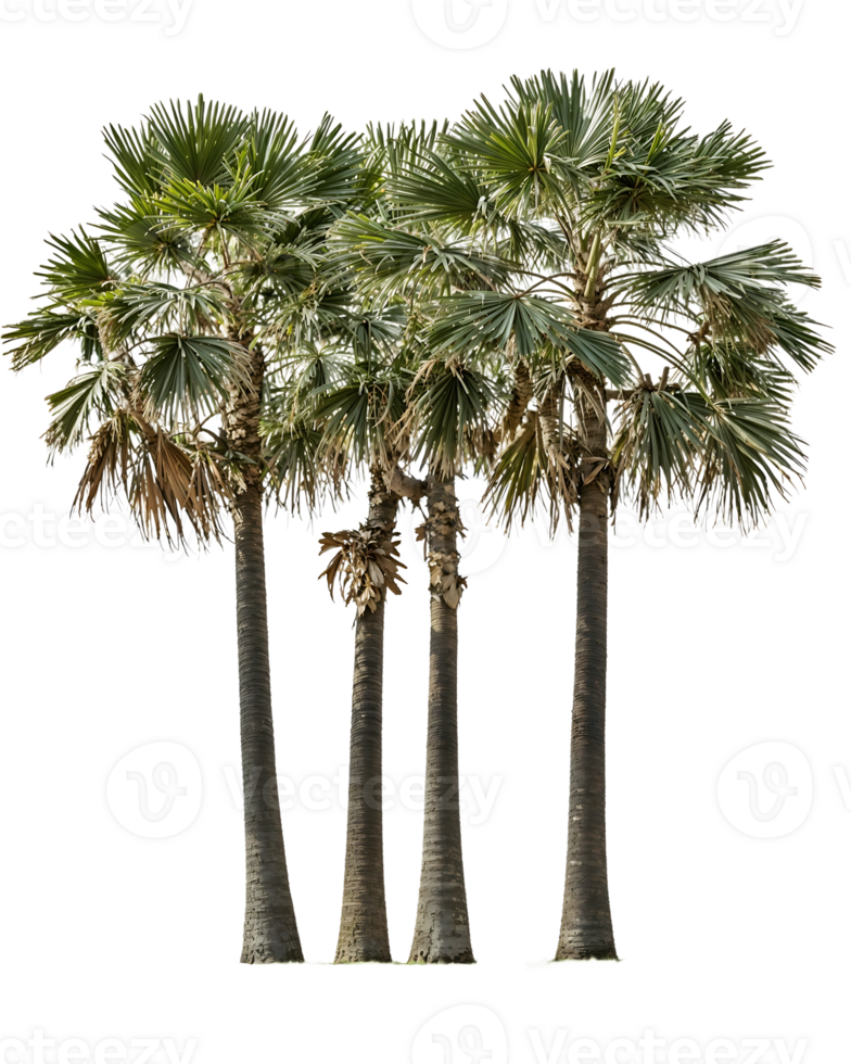 Group of four tropical palm trees with fan-shaped fronds and tall trunks isolated on transparent background, perfect for landscape design projects and tropical themes png
