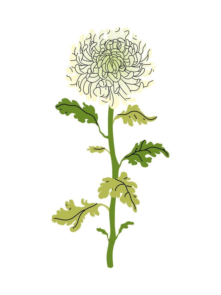 Chrysanthemum flower with green leaves on white background. Perfect for floral designs, invitations, and prints. Elegant flat illustration. vector