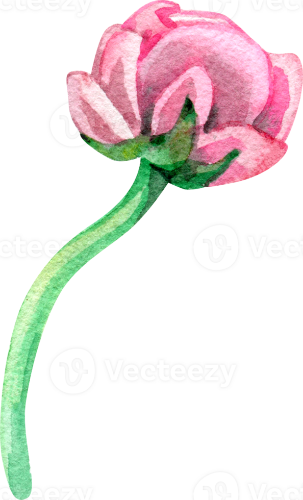 Watercolor pink Ranunculus flower. Part of a bouquet composition. Floral element. Watercolor pink Ranunculus png