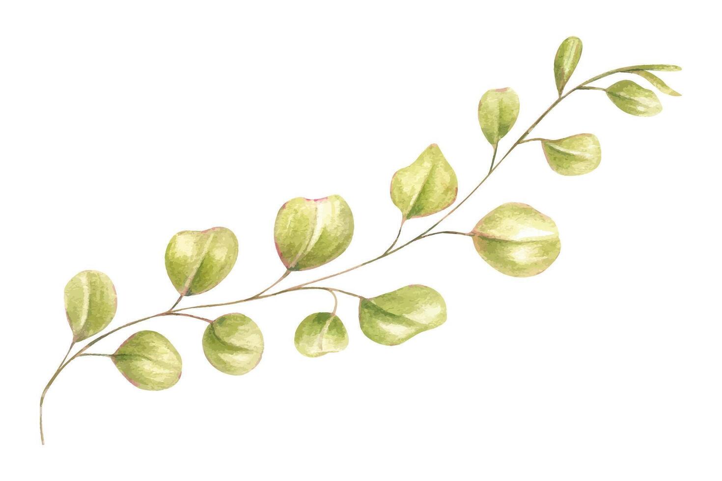 Delicate twisting branch with small round leaves watercolor illustration isolated background. Hand painted abstract plant for botanical designs, wedding stationery, organic packaging vector
