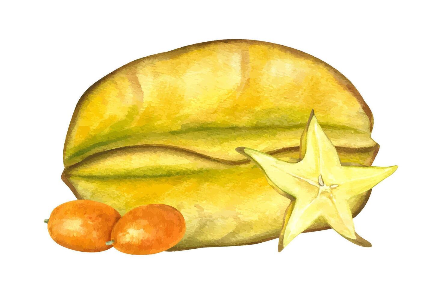 Fresh carambola with vibrant orange kumquats watercolor illustration isolated background. Star fruit and berries. Whole and slices exotic citrus fruits for tropical food packaging, juice labels vector