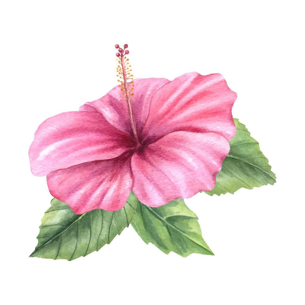 Pink hibiscus flower with green leaves watercolor illustration isolated background. Tropical floral plant for summer decorations, greeting card, wedding invitations, party decor. vector