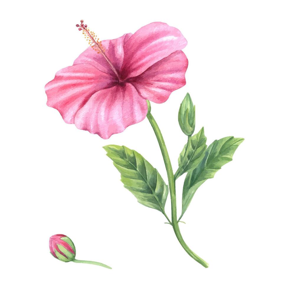 Green branch with pink hibiscus flowers, buds and leaves watercolor illustration isolated background. Fresh tropical flowers for wedding stationery, Hawaiian themed parties and feminine home decor. vector