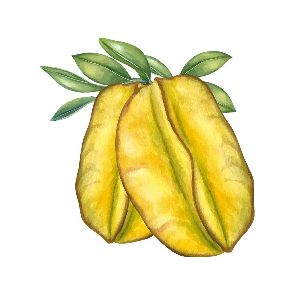 Two ripe yellow green carambolas on a branch with leaves watercolor illustration isolated background. Tropical starfruit for food packaging, healthy juice labels, restaurant menus, and culinary book vector