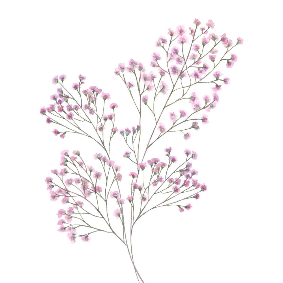 Pink gypsophila branch watercolor illustration isolated background. Delicate hand painted baby breath flower. For wedding invitations, bridal branding, stationery, nursery decor, mother day cards. vector