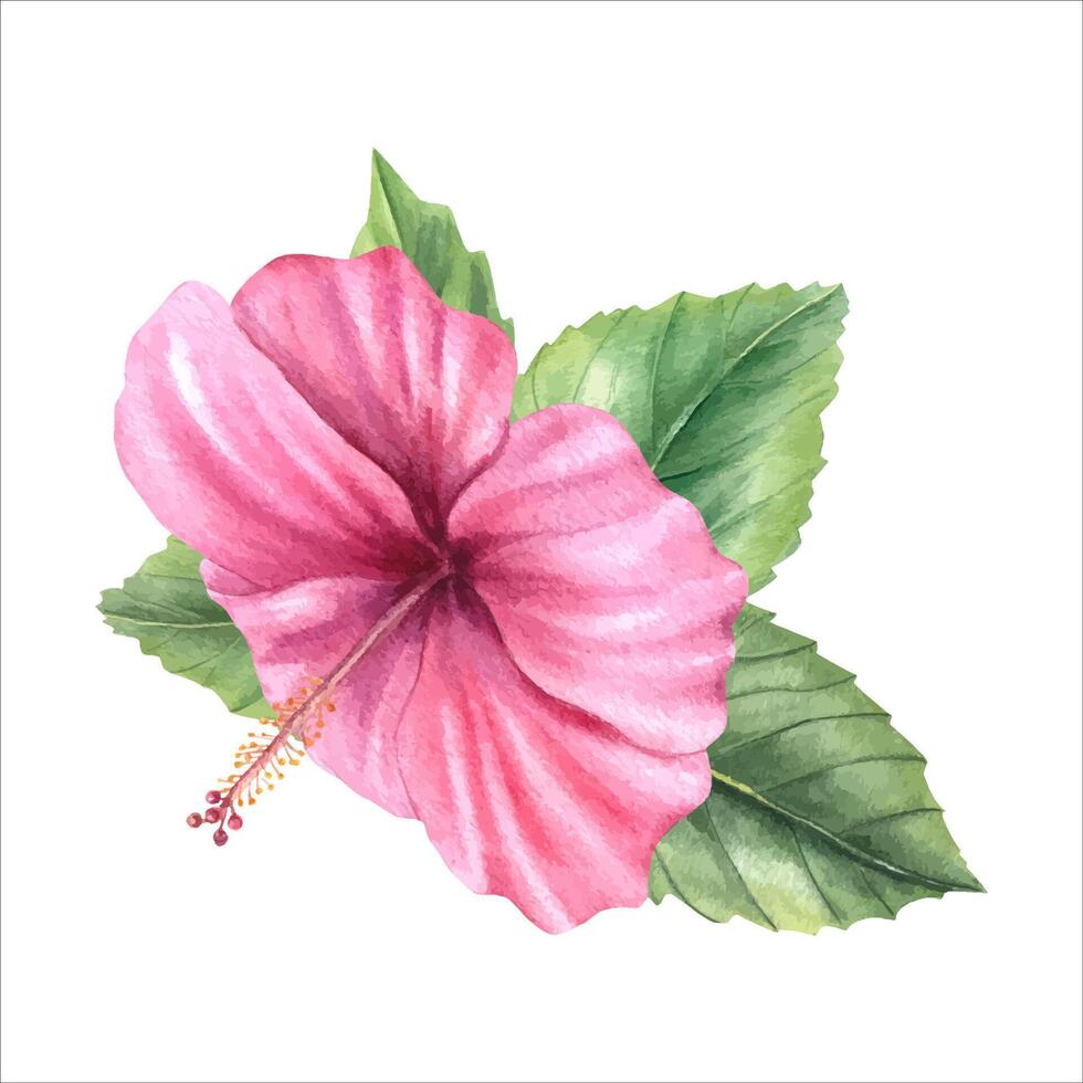 Pink hibiscus flower with green leaves watercolor illustration isolated background. Tropical floral plant for summer decorations, greeting card, wedding invitations vector