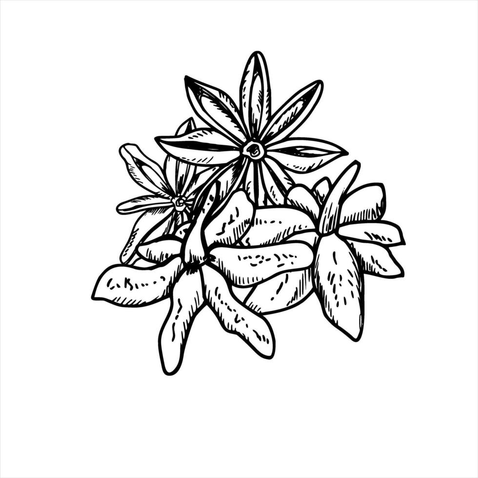 Dried star anise pod pile illustration in black and white. Monochrome badian heap etching drawing. Seasoning ingredient for spice packaging, holiday tea designs and exotic culinary branding vector