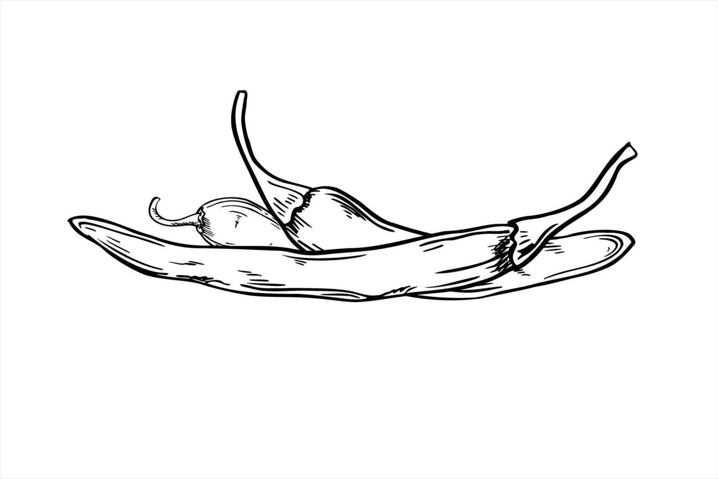 three thin chili pepper pods black and white illustration in linear style. Jalapeno or cayenne realistic sketch for spicy food packaging, ethnic cuisine logos and restaurant menu designs. vector