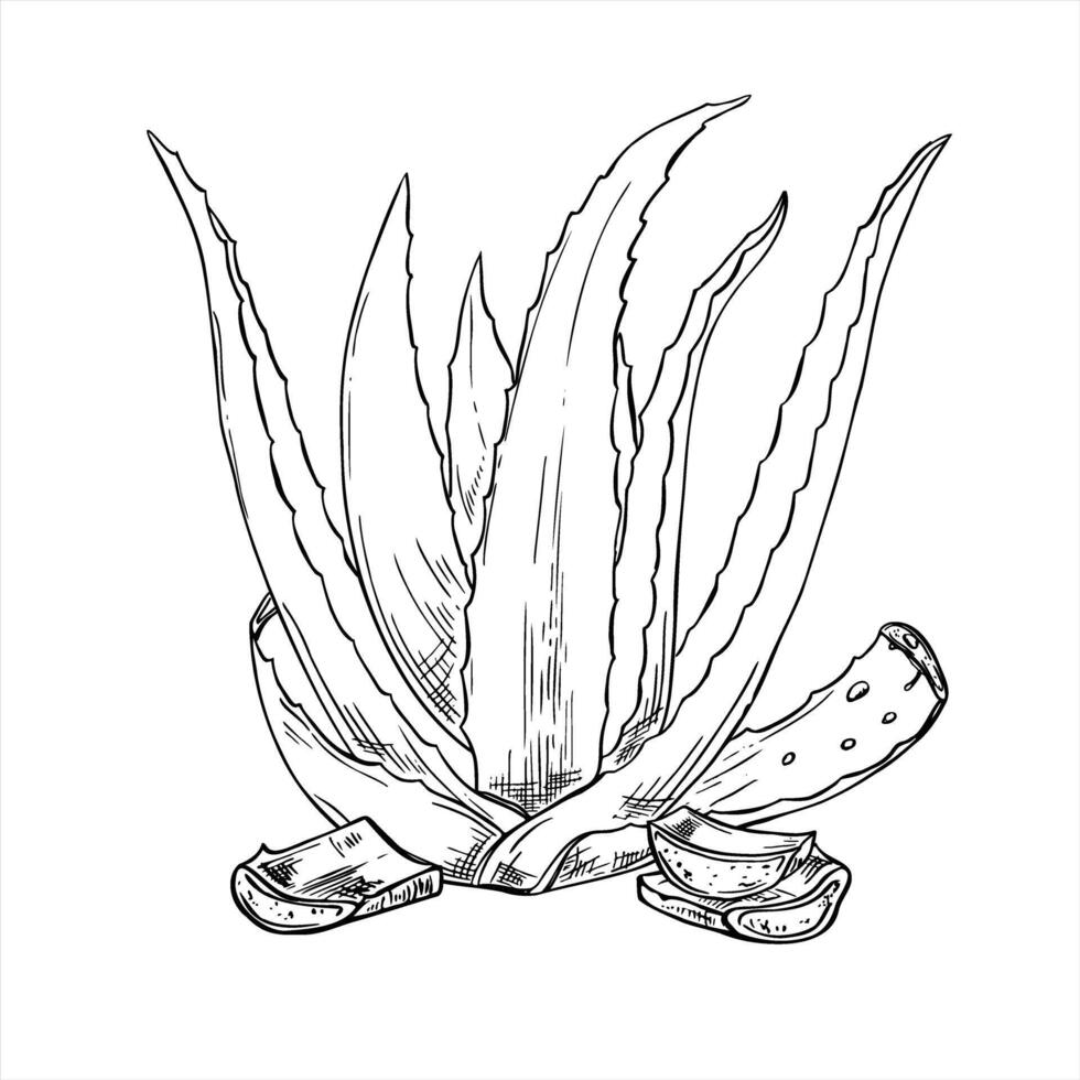 Aloe vera plant with cutting leaves and dripping juice monochrome illustration painted by black inks. Skincare remedy for natural cosmetics packaging, spa products, herbal medicine labels vector