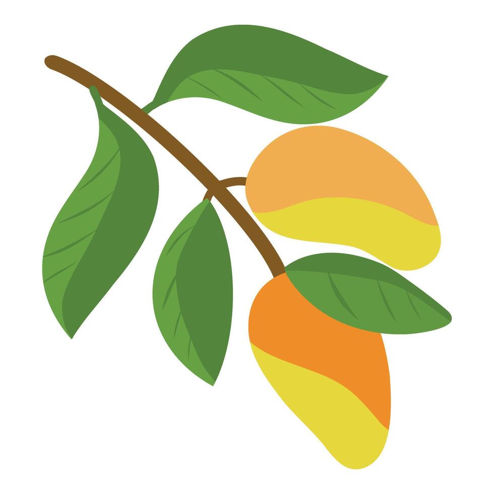Yellow Mango fruit on the tree branch. Mango fruit with leaves. Mango branch vector