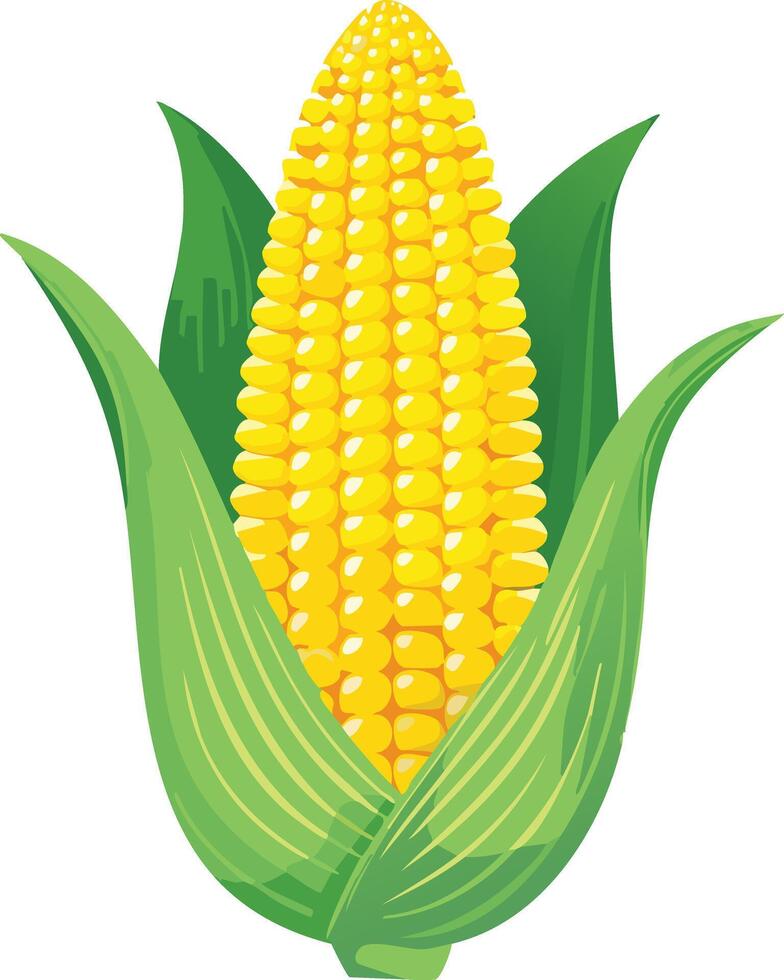 corn with green leaf vector