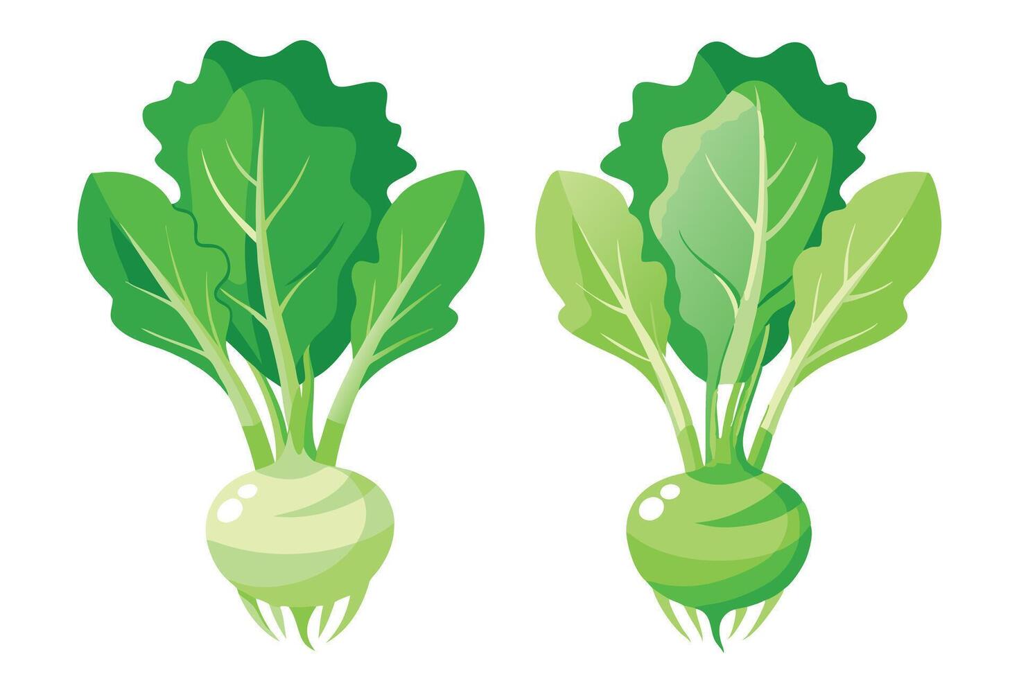 Colorful Illustration of Kohlrabi and Greens vector
