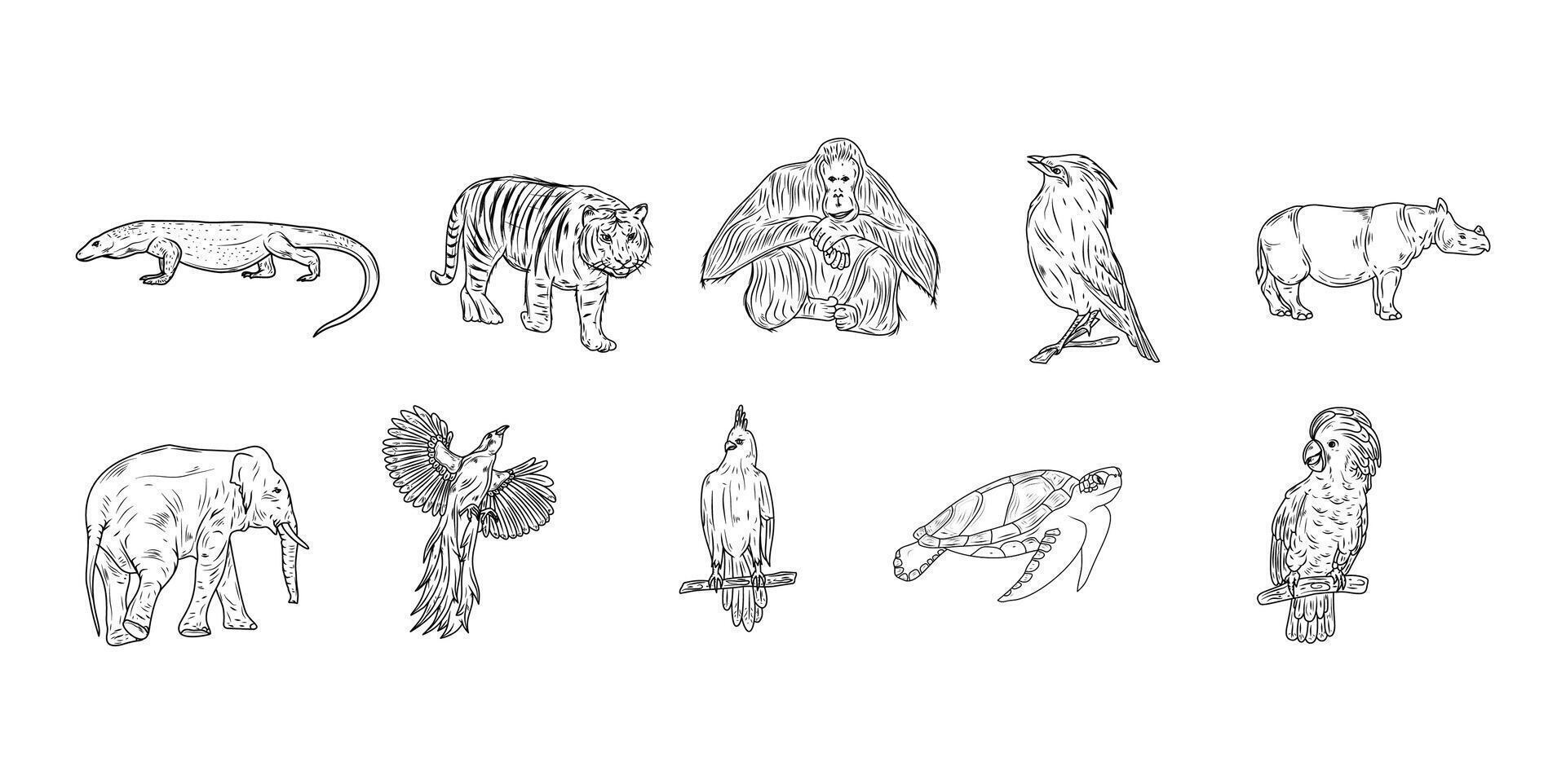 Indonesian endangered special hand drawn set illustration vector