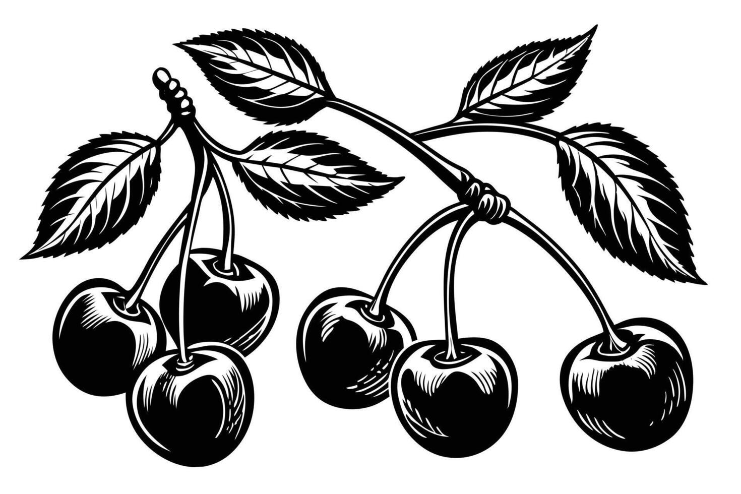 Vintage-style illustration of cherries on a branch. vector