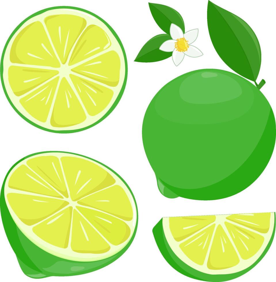 Lime lemon fruit. Whole, cut in half and sliced green lime fruits, lime flowers and leaves on white background. vector
