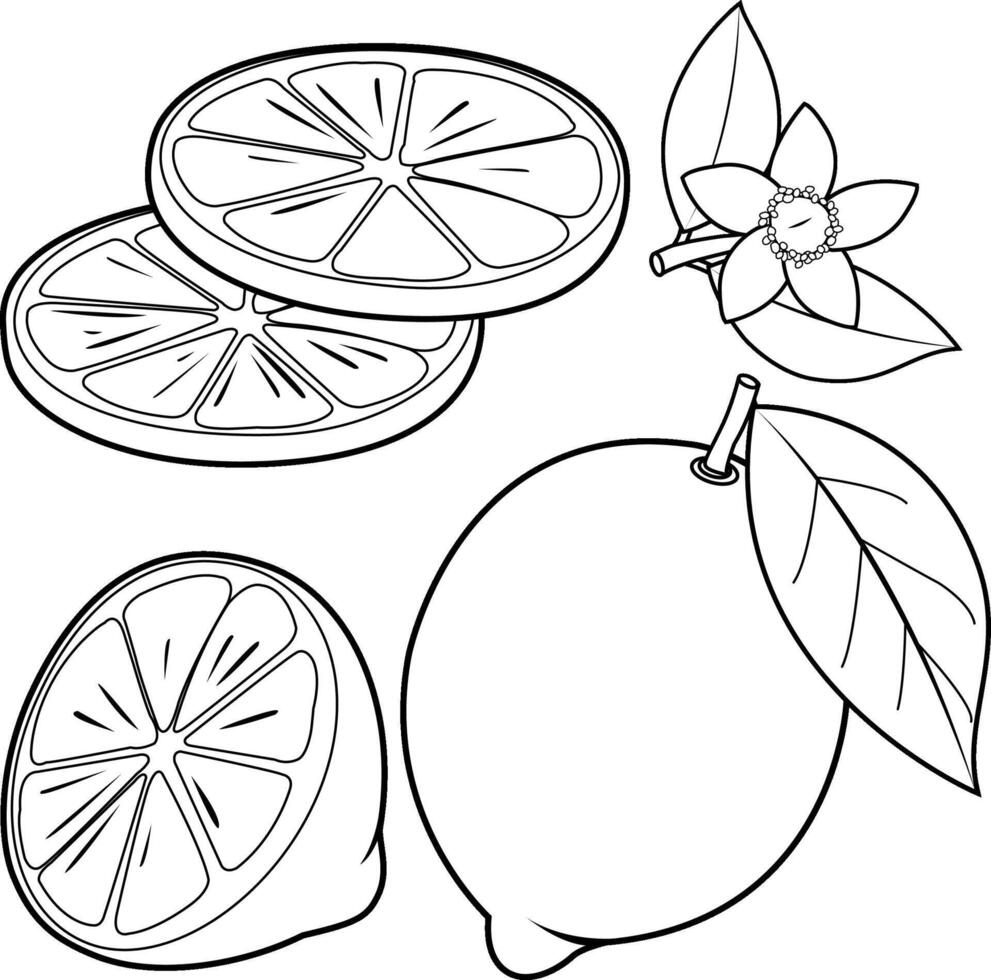 Lemon fruits, whole, cut in half and sliced, lemon flowers and leaves on white background. Lemon slices of citrus plant. Black and white coloring page vector