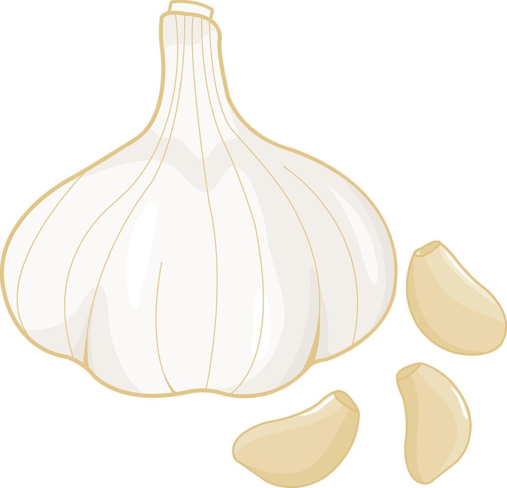 Fresh garlic head and garlic cloves on white background, isolated. Fresh garlic ingredient for food cooking. vector