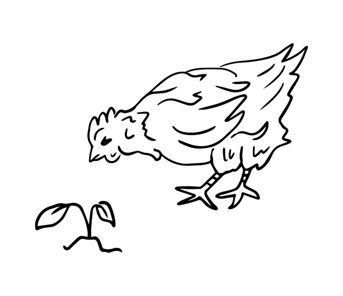 Homemade chicken and flower, drawing in doodle style. Farm animals is a monochrome hand-drawn contour illustration. A happy chicken for a brand of home products. vector