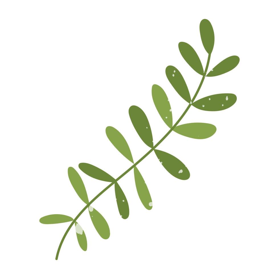 Green robinier leaf with texture. Flat color isolated illustration with doodle elements. Greenery in the garden. Suitable for decorating children's and nature projects, prints, packaging, blogs vector