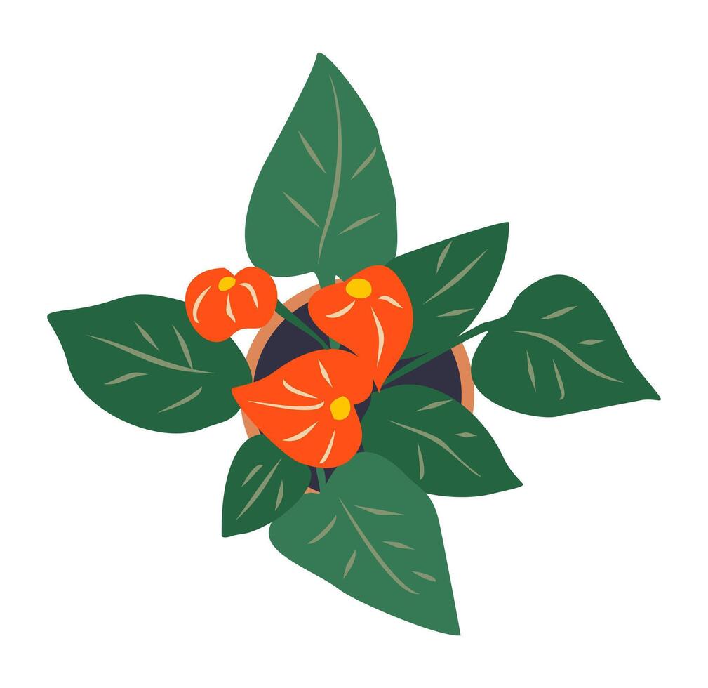 Colorful Flat Anthurium Plant Top View vector