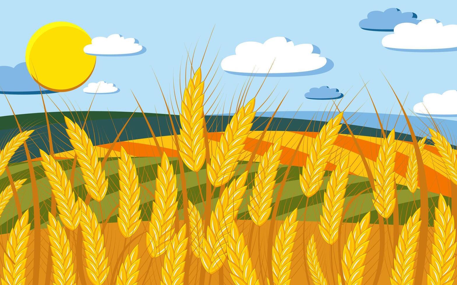Fields of ripe golden wheat on a clear sunny day. vector