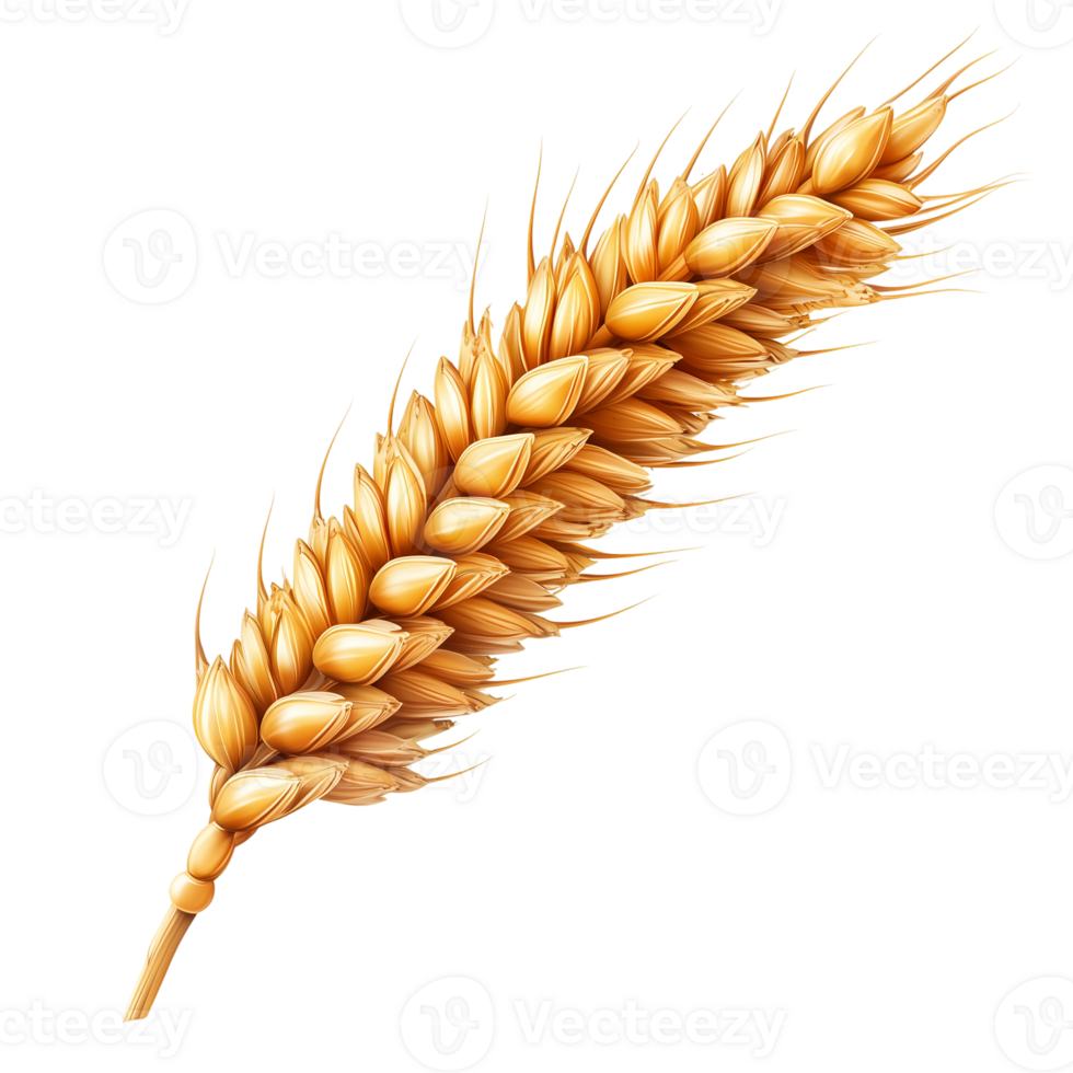 Wheat Ear on transparent background png