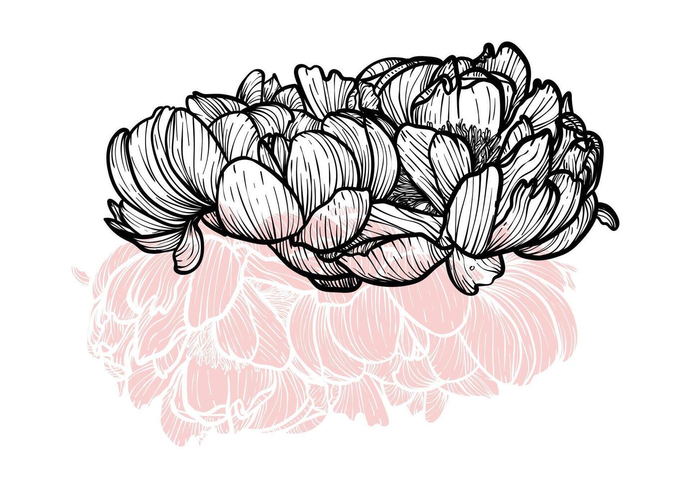 Peony line art hand drawn illustration. Art print with beautiful and elegant black and pink spring flower. Highly detailed and high quality graphic asset for online and print. vector