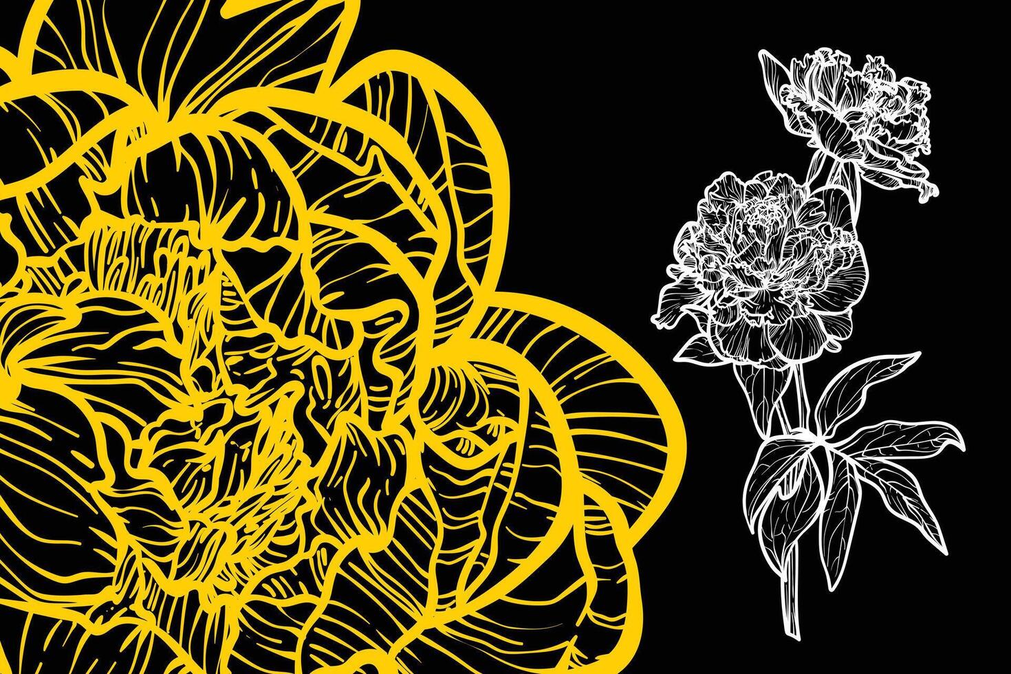 Peony flowers, format, hand drawn outline. Easy to edit, ready to use. A mix between an yellow and a white spring flower on a dark background. vector