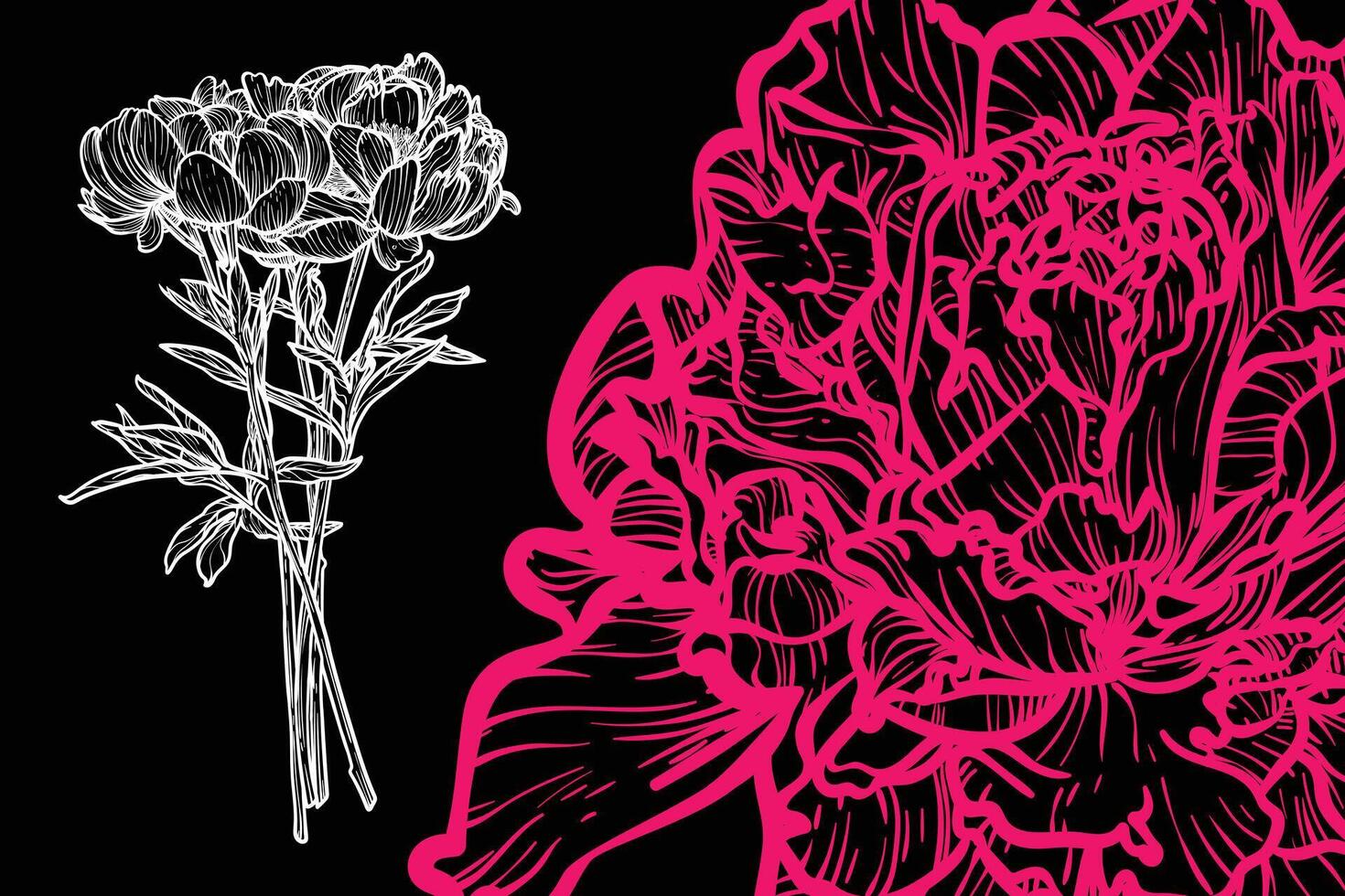 Peony flowers, format, hand drawn outline. Easy to edit, ready to use. A mix between a coral and a white flower on a black background. vector