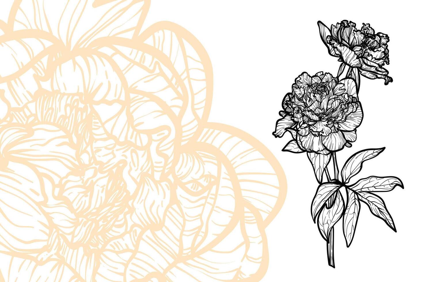 Peony flowers, format, hand drawn outline. Easy to edit, ready to use. A mix between an orange and a black flower on a white background. vector