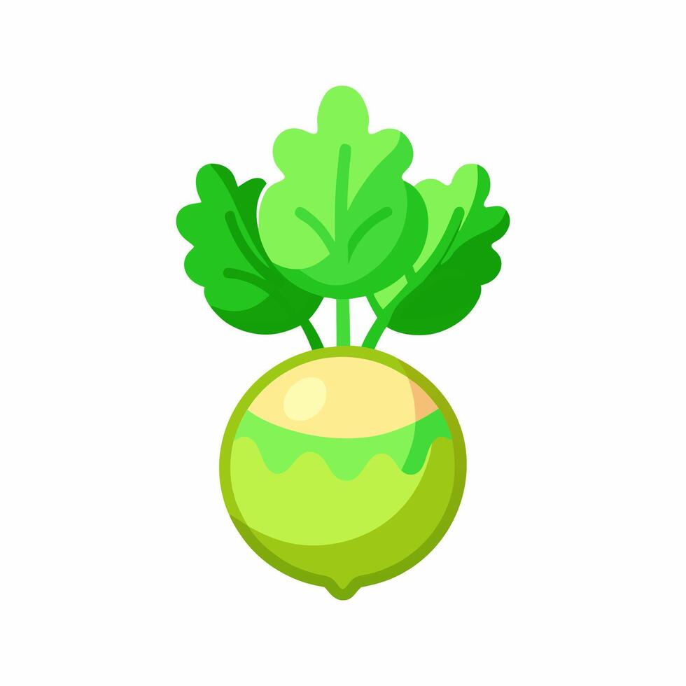 Vibrant Green Kohlrabi. A Fresh and Healthy Vegetable vector