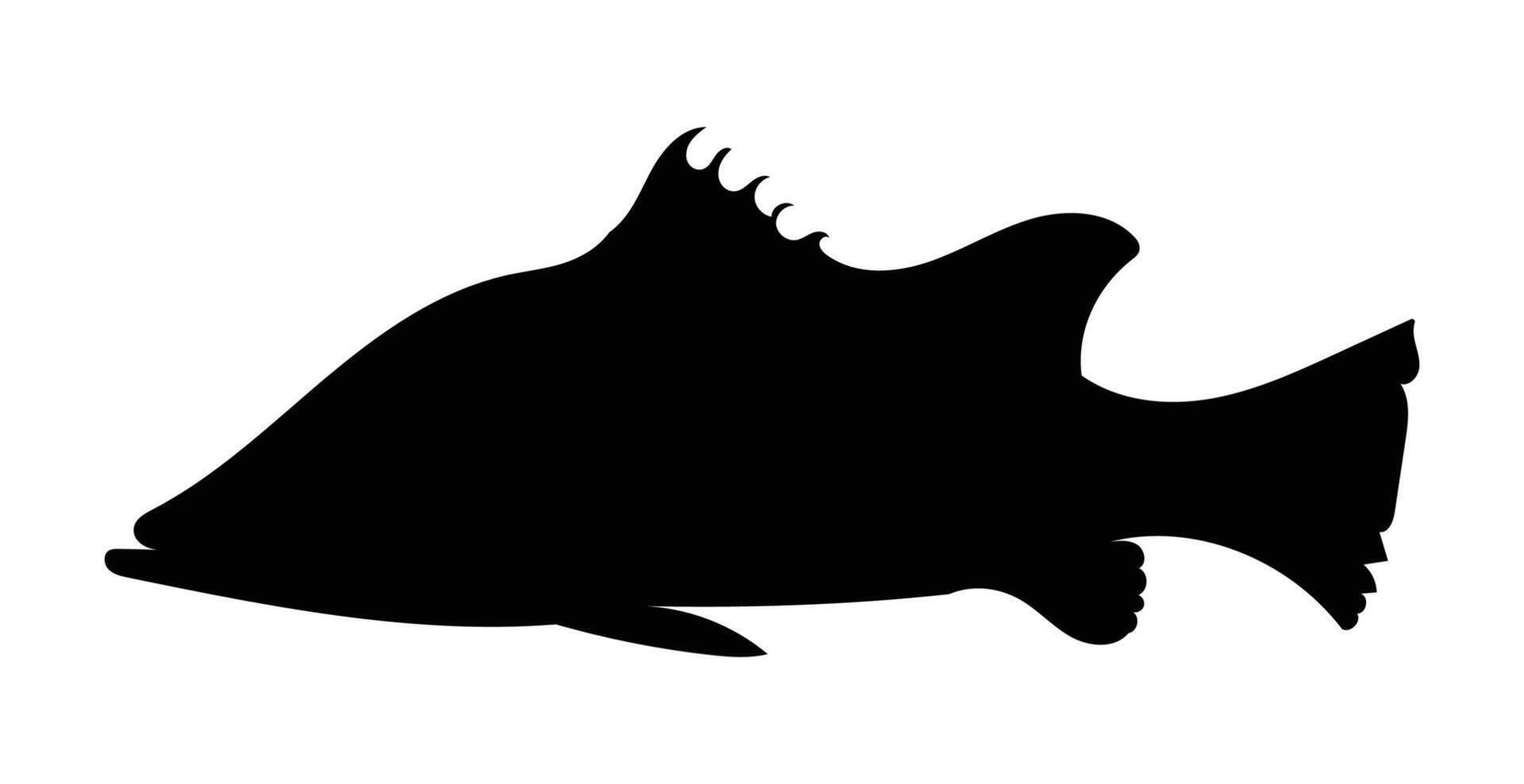 Silhouette seabass, barramundi fish isolated on white background. vector