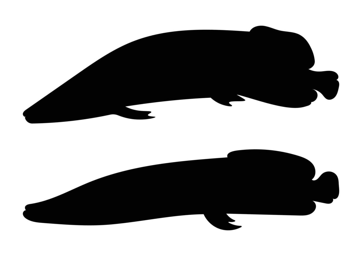 Arapaima or Pirarucu Fish Silhouette Illustration Set vector
