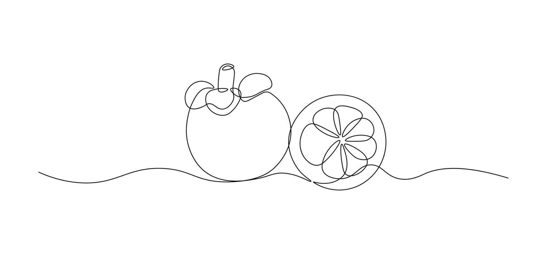 Mangosteen fruit in continuous line drawing style. Sketch of fruit in minimalist black lines isolated on white background. vector