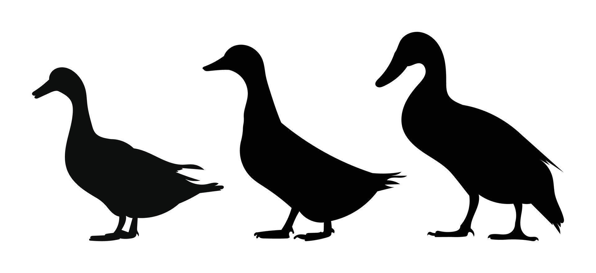 Duck silhouettes on white background vector