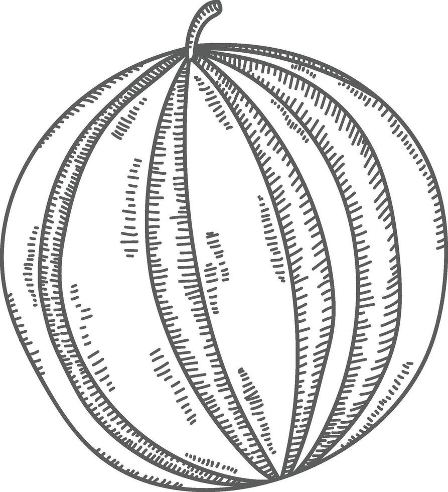 Hand-Drawn Watermelon Sketch vector