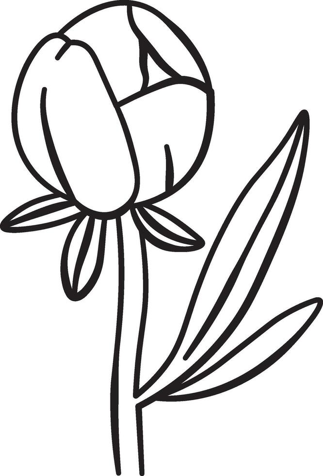 Peony Floral Line Drawing Element vector
